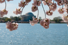 Washington DC
